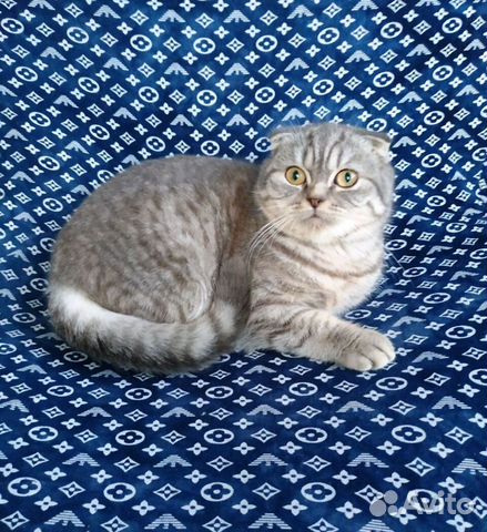 Шотландский вислоухий котик купить на Зозу.ру - фотография № 2