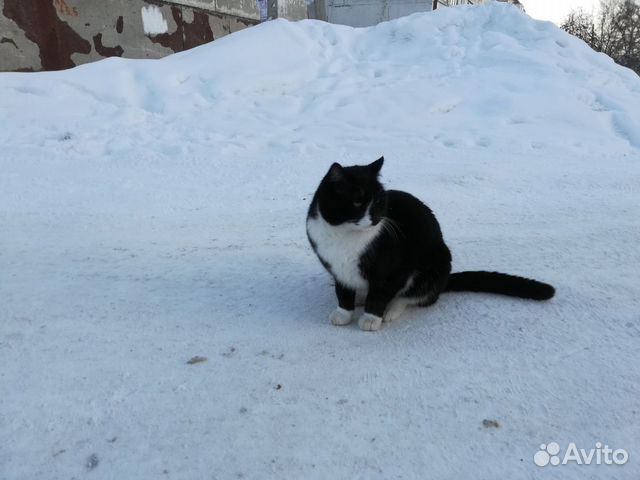 Шикарный кот купить на Зозу.ру - фотография № 2