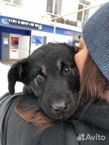 Найден щенок купить на Зозу.ру - фотография № 3