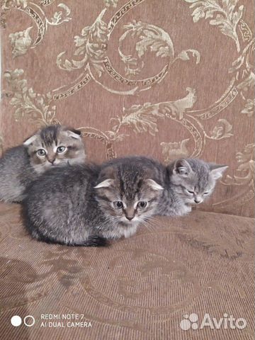 Кошка родословная купить на Зозу.ру - фотография № 4