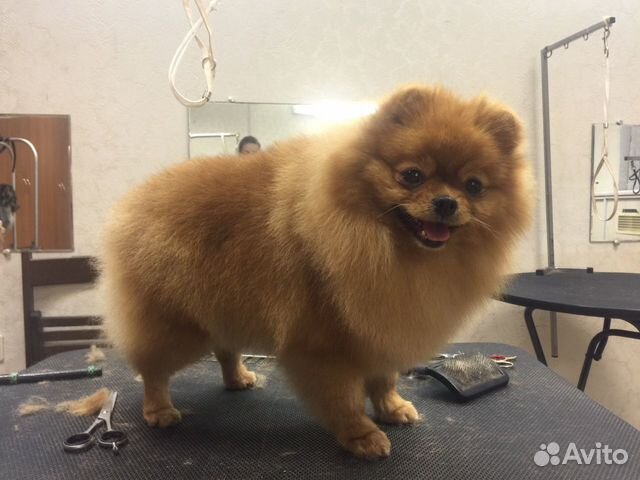 Стрижка собак