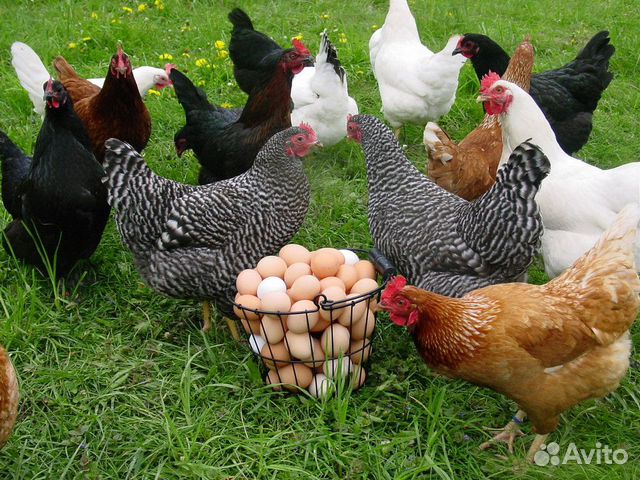 Цыплята суточные разные породы купить на Зозу.ру - фотография № 2