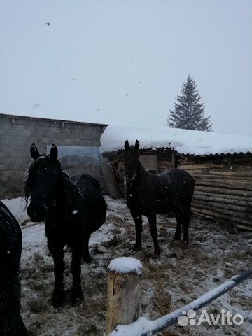 Лошади откорм купить на Зозу.ру - фотография № 1