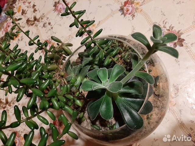 Композиция из суккулентов