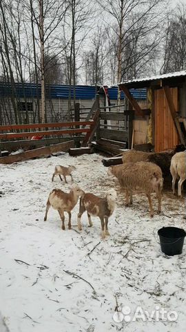 Ягнята Катумские,ярочка,овцы купить на Зозу.ру - фотография № 3