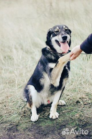 Собака- позитив в дар купить на Зозу.ру - фотография № 5