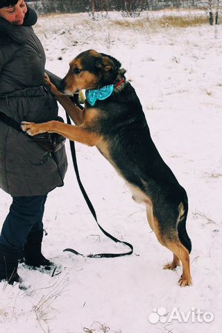 Взрослый пёс из приюта в дар купить на Зозу.ру - фотография № 3