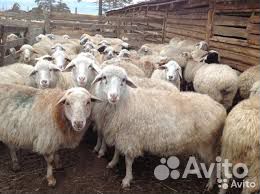 Продаются бараны и овцы купить на Зозу.ру - фотография № 1