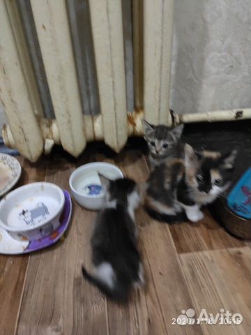 Четыре очаровательных котёнка купить на Зозу.ру - фотография № 2