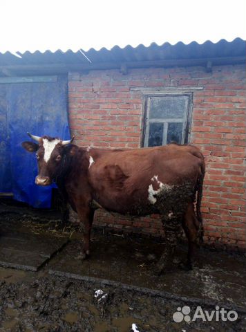 Стельная Корова купить на Зозу.ру - фотография № 2