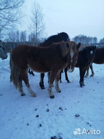 Продам лошадей купить на Зозу.ру - фотография № 4