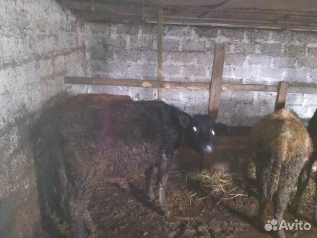 Продаю стельные коровы телки бычки купить на Зозу.ру - фотография № 5