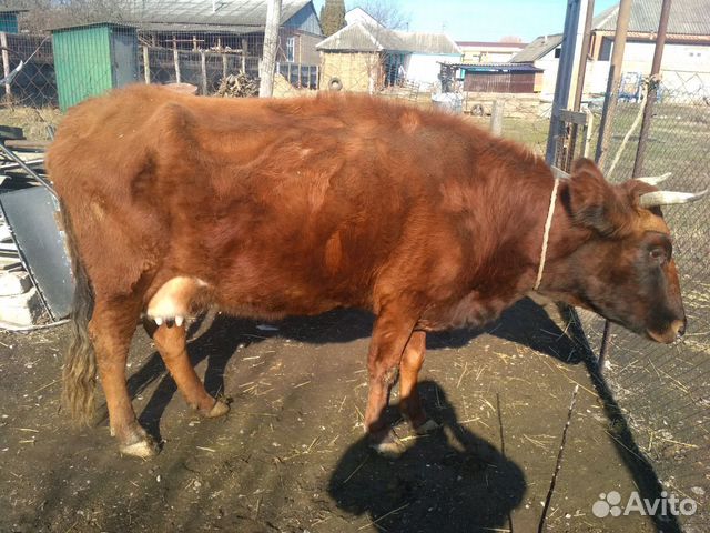 Корова и теленок (бычок) купить на Зозу.ру - фотография № 3