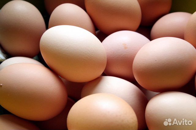Цыплята Австралорп,инкубационное яйцо купить на Зозу.ру - фотография № 2