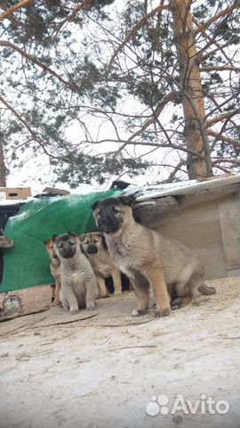 Щенки от крупной сторожевой собаки купить на Зозу.ру - фотография № 1