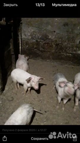 Поросенок белая крупная Поросенок белая крупная