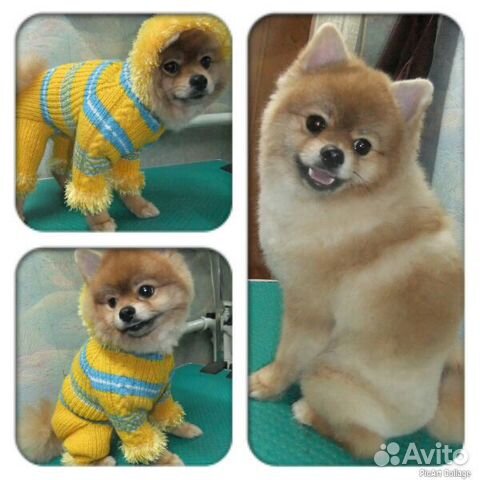 Стрижка собак и кошек