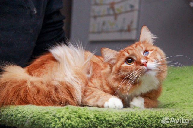 Кот в добрые руки
