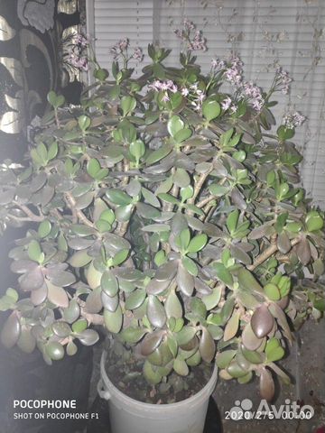 Толстянка. Денежное дерево