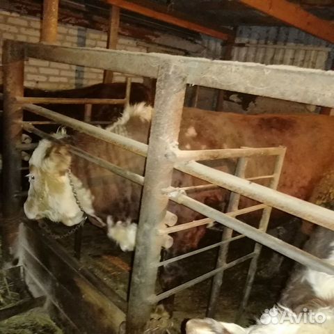 Продаются быки Герефорды, на племя купить на Зозу.ру - фотография № 5