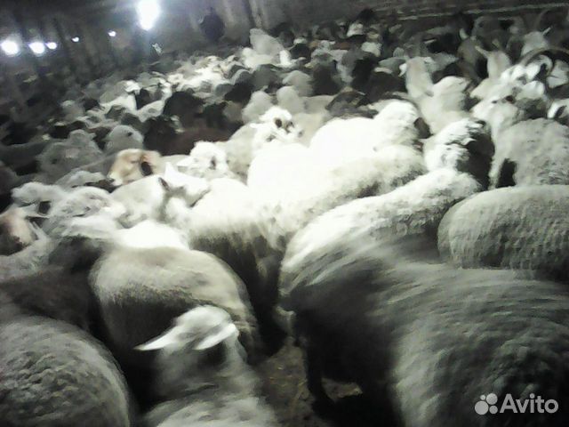 Продаются овцы и козы купить на Зозу.ру - фотография № 2