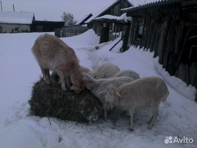 Два козла и пять коз купить на Зозу.ру - фотография № 3