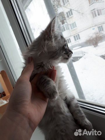 Кошка Мэйн Кун купить на Зозу.ру - фотография № 3
