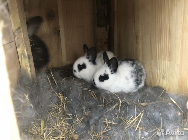 Кролики, гуси, утки купить на Зозу.ру - фотография № 2