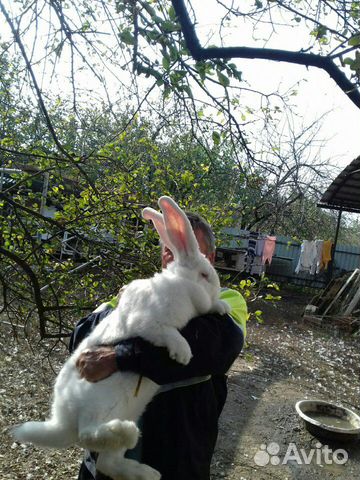 Продаются кролики от европроизводителей купить на Зозу.ру - фотография № 1