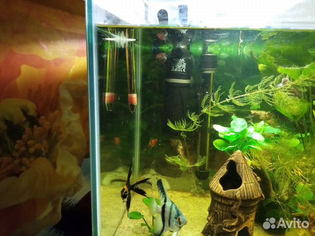 Аквариумные рыбки купить на Зозу.ру - фотография № 2
