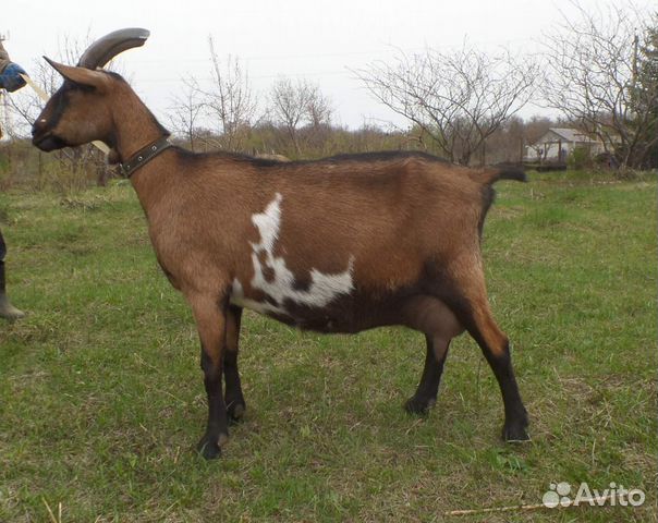 Чп альпийский козел, дойные козы, молодняк купить на Зозу.ру - фотография № 3