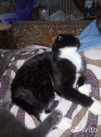Кошечка