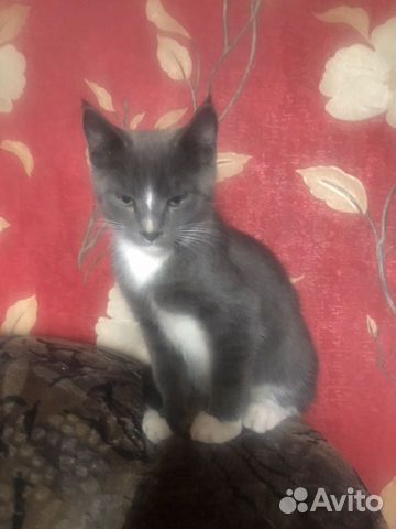 Кошка