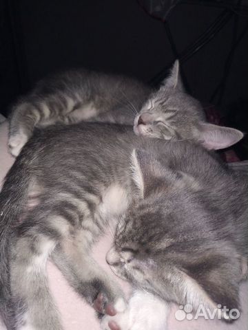 Котята
