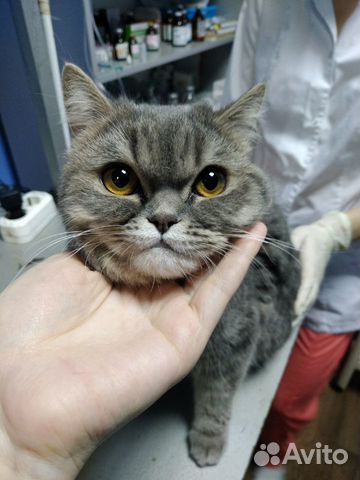 Кошка метис от британской и персидской