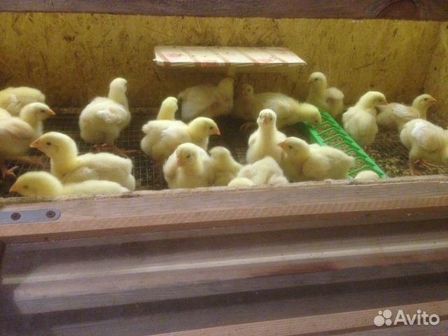 Цыплята суточные и подрощеные (бройлер, несушки) купить на Зозу.ру - фотография № 1