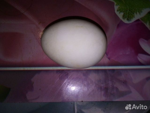 Продам инкубационное яйцо гусей купить на Зозу.ру - фотография № 2