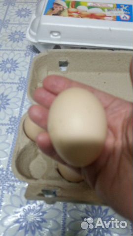 Инкубацыонное яйцо купить на Зозу.ру - фотография № 1