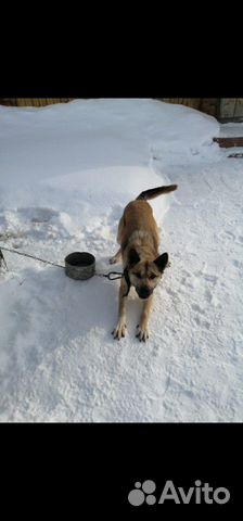 Собака купить на Зозу.ру - фотография № 1