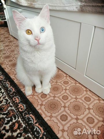 Красивый, разноглазый, глухой котик ищет доброг купить на Зозу.ру - фотография № 1