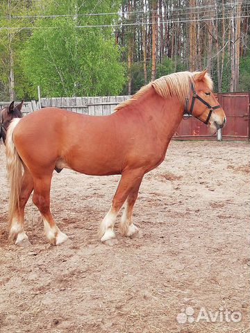 Продам коня купить на Зозу.ру - фотография № 1