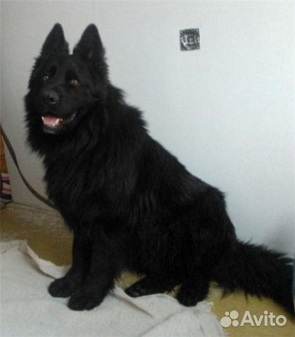 Алиментный щенок черной длинношерстной овчарки купить на Зозу.ру - фотография № 5