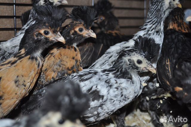 Инкубационное яйцо и цыплята павловской породы кур купить на Зозу.ру - фотография № 2