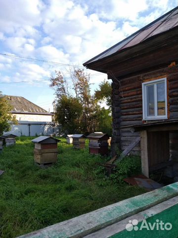 Пчелы среднерусские купить на Зозу.ру - фотография № 2