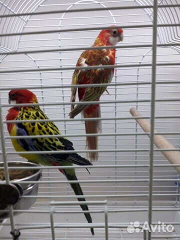 Попугаи в камышине. Попугаи в бишкеке. Авито волгоград попугаи. Питомник попугаев в ростове на дону. Авито волгоград попугаи.