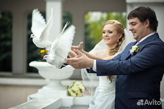 Голуби на свадьбу купить на Зозу.ру - фотография № 6