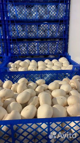 Шампиньоны Свежие Шампиньоны Свежие