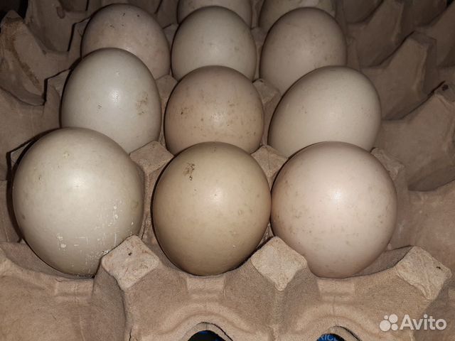 Инкубационные яйца,цыплята и индоутята под заказ купить на Зозу.ру - фотография № 1