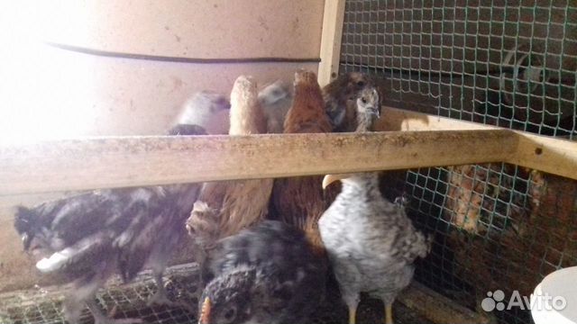 Цыплята,яйца,кур(семьи) купить на Зозу.ру - фотография № 5
