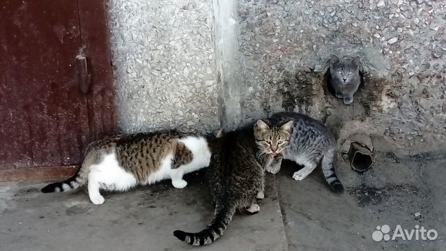 Уличные Кошки Фото